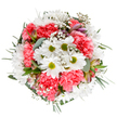 Spring's cheerful essence finds expression in this Berrylands-arranged bouquet-a lively circle of white daisies, coral-pink carnations, and the gentle clouds of baby's breath entwined with eucalyptus. The daisies glimmer with pure white petals and fresh lime centers that brighten even the cloudiest Surrey day, nestled amid plush, ruffled carnations glowing with coral warmth. Strewn lightly throughout, gypsophila provides softness and lift, while hints of unopened alstroemeria buds, colored with strokes of vivid pink and mauve, promise future blossoming. Framing the blooms is a dynamic gathering of eucalyptus and deep green leaves, echoing the tranquil groves and open lawns dotted throughout Berrylands. The bouquet's round shape is intentional and inviting, as if gathered straight from a local garden after a gentle rain. Radiating care and authenticity, this arrangement celebrates life's special moments-a perfect centerpiece for Markeaton Drive, or a thoughtful surprise delivered to someone's door after a Sunday stroll. Its palette and form speak of skilled craftsmanship, heartfelt joy, and the everyday beauty found in Berrylands' flourishing neighbourhoods.