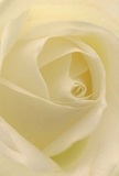 The heart of this cream-white rose, captured in exquisite detail, draws you in as though you are enveloped by its petals. Each layer gently unfurls, the surfaces soft and dewy, mirroring the fresh beginnings of a morning in Berrylands. The gentle interplay of light and shadow across the ivory folds adds a touch of drama, hinting at both the quiet and the resolve within this bloom. The sense is one of peace and comfort, much like the tranquil garden paths that wind through our local neighbourhood. This rose, when thoughtfully chosen for a bouquet, becomes the purest expression of reverence-a gentle comfort for those going through loss, a subtle nod of admiration, or a hopeful gesture planting seeds for a fresh start. The sweet, subtle fragrance lingers on the air, much as bright memories linger among neighbours in Berrylands. Through a close, almost personal perspective, the image honours the intricate beauty and heartfelt artistry characteristic of every composition crafted by Berrylands Flowers.